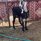 عنز طيبة مضرة على الشرط