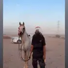 احصان شعبي