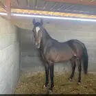 حصان عربي معسوف طرب