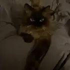 قط للتبني