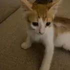قطط تبني