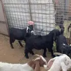 تيوس
