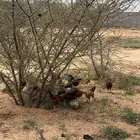 دجاج بلدي العمر ثلاث اشهر ونص العدد 24 الصحه شرط