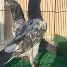 طبه جوز تيدي سخي شرط جوز