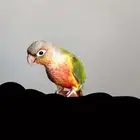 كنيور اليف مره