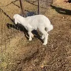 للبيع رخل حريه داغور عمره25 يوم