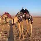 طبع قعدان وبكار شرط