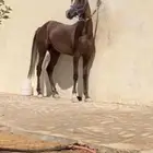 مهر شعبي