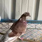 للبيع حمام هندي رقاص