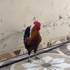 ديك طيب جدا