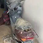 دباب بطه للبيع