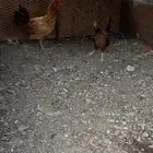 دجاج للبيع العدد 17