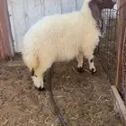 تم البيع