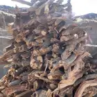 مستورد شاص حطب