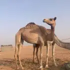 بكره على ولد جلمود