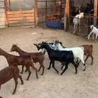 تيوس فل