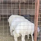 طليان و رخال سمان تم البيع