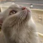 قطه