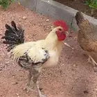 ديك ودجاجه