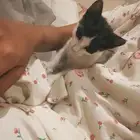 قط للتبني