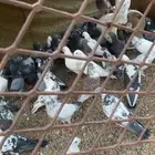 حمام مشكل
