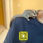 السنجاب الطائر