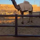 قعود اصفر كفو