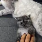للبيع قطه سكوتش