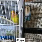 روز منتجين البينو و بلو فيس