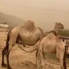 ناقه للبيع تحتها بكره