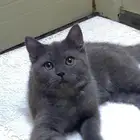 قطط