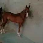 أ  وهو