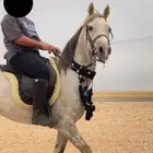 فرس شعبيه
