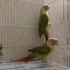 جوز كنيور