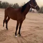 للبيع مهر شعبي