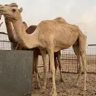 ناقه حره طيبه