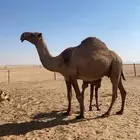 خلفه شعلا كفووو