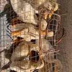 بط بكيني عدد 12