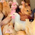 دجاج بلدي للبيع