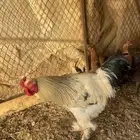 ديك براهما