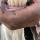 عنز دافع حول 2 شهرين جرم كفو