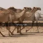 القحات وعشاير مراح واحد