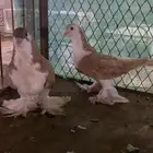 شيرازي