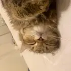 بسة لطيفة للتبني