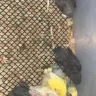 6 فروخ روز ( تم الببع )