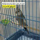 كروان هولندي ذكر