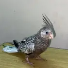 كروان اليف