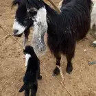 عنز خلفه حليب