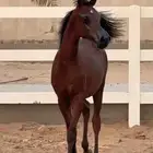 ماشاءالله تبارك الله مهر كفو واهو قطعه