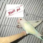 تم البيع ذكور روز البينو ( عيون حمراء ) محللين